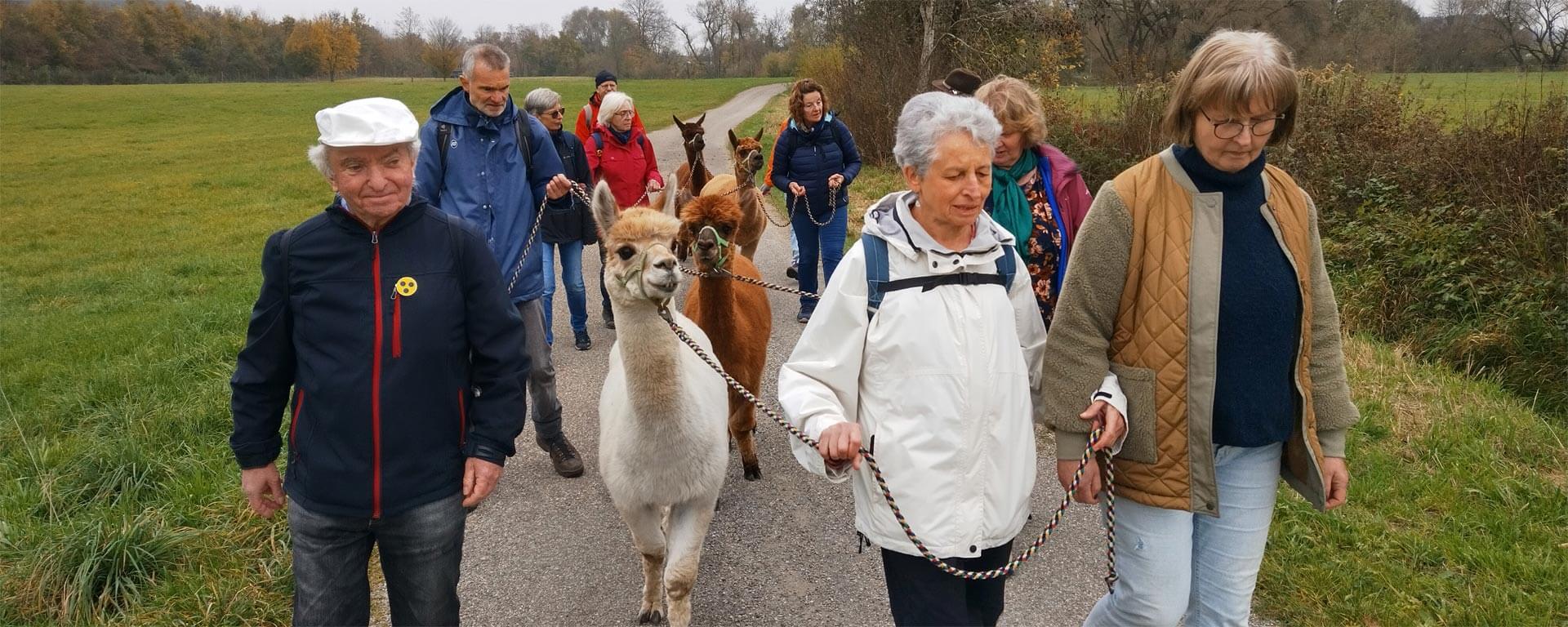Menschen mit und ohne Sehbehinderungen wandern durch Wiesen und Felder. Sie halten Alpakas an der Leine.