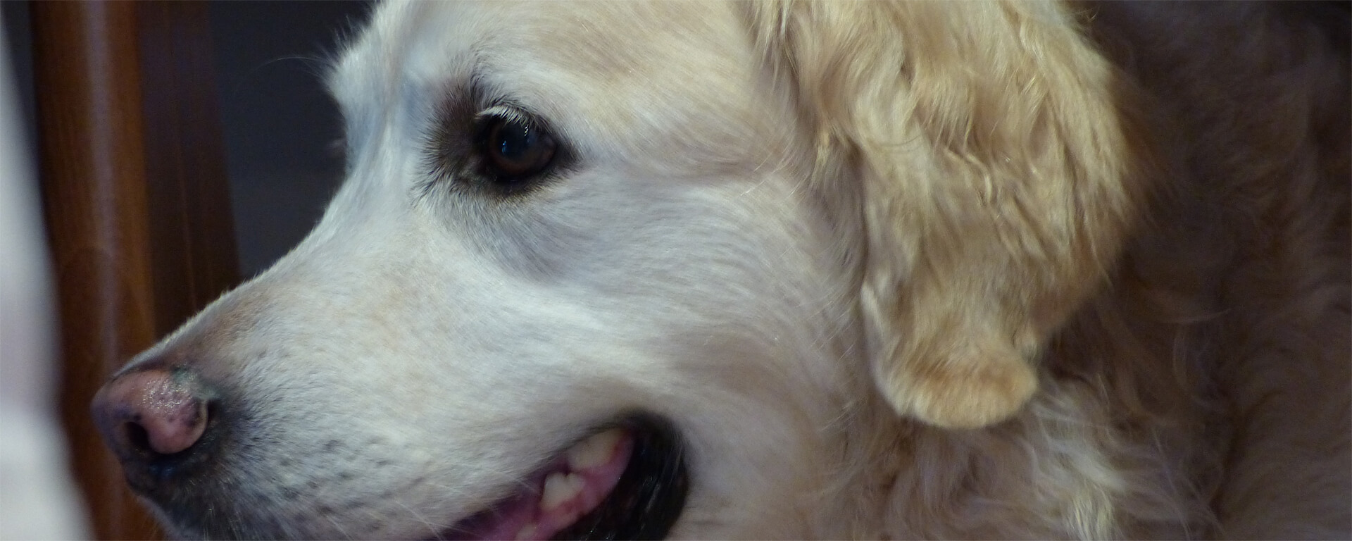 Ein freundlich blickender Hundekopf mit hellem Fell und Hängeohren von der Seite fotografiert. Seine dunklen Augen schauen konzentriert in die Ferne.