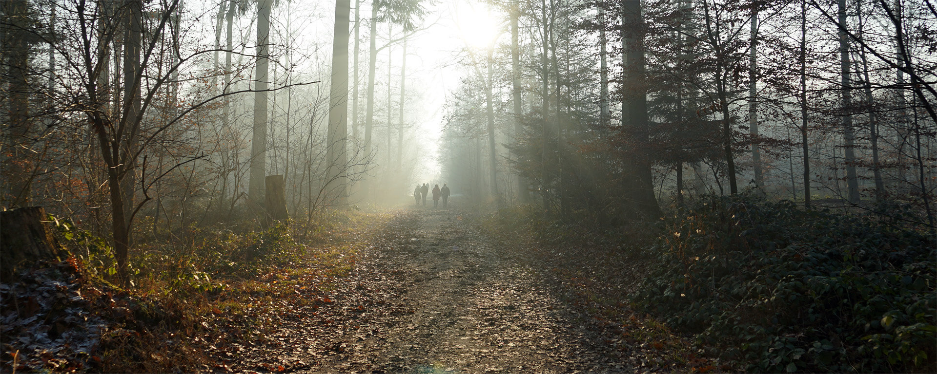 Einige Paare, teils mit Hund, sind auf einem Waldweg miteinander unterwegs. Die Sonne scheint durch den Dunstschleier auf das Herbstlaub und bringt Licht zwischen das Dunkel der Bäume.