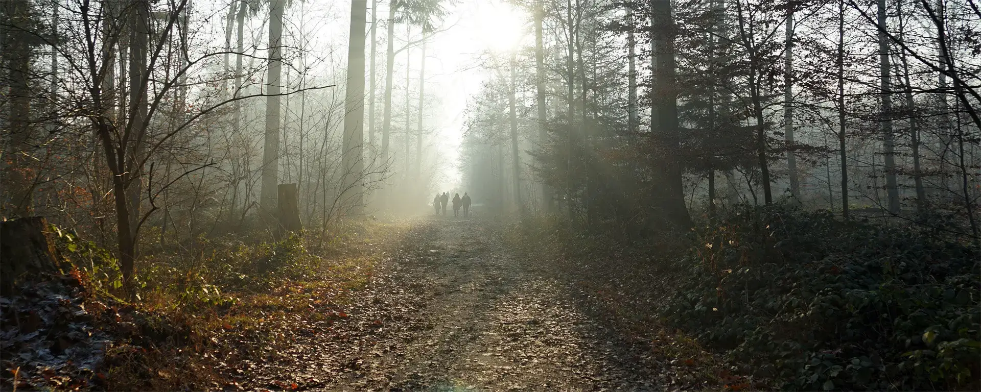 Einige Paare, teils mit Hund, sind auf einem Waldweg miteinander unterwegs. Die Sonne scheint durch den Dunstschleier auf das Herbstlaub und bringt Licht zwischen das Dunkel der Bäume.